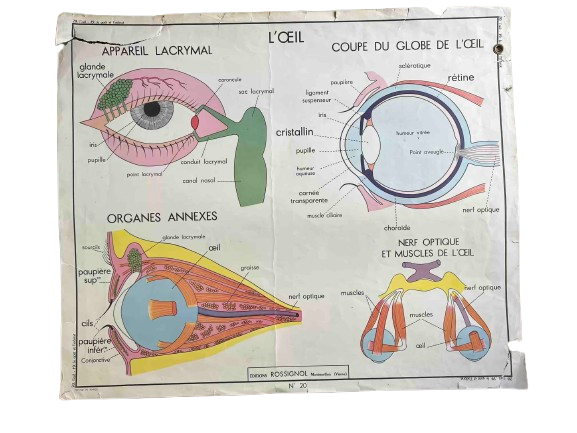 Carte scolaire — Anatomie de l’œil (Rossignol)